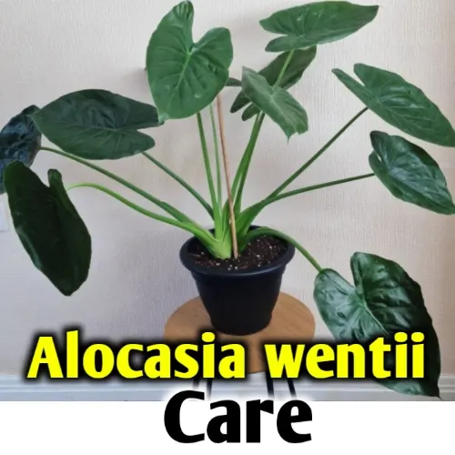 Alocasia Wentii care, propagation- All you need to know