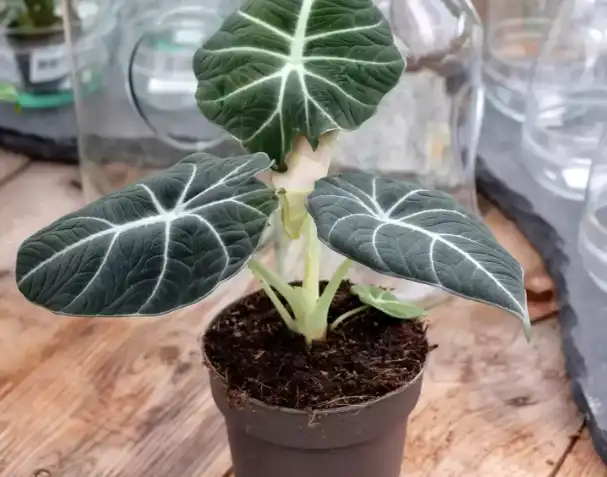 Alocasia black velvet