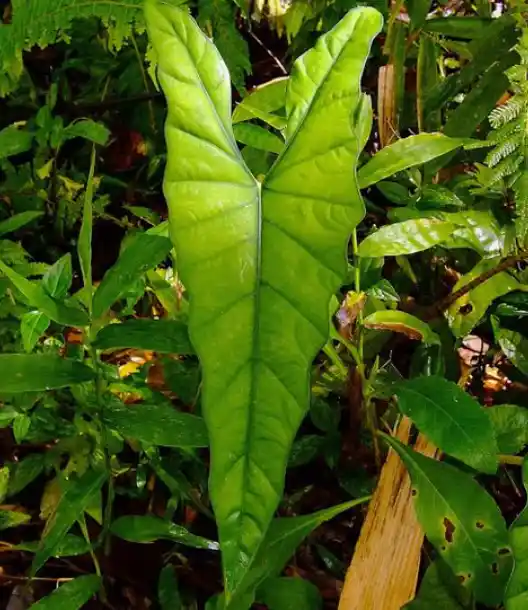 Alocasia boyceana