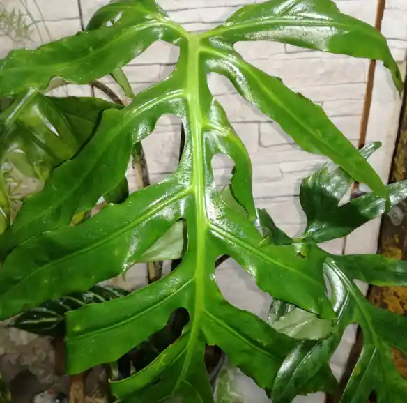 Alocasia brancifolia