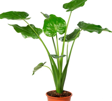 Alocasia cucullata