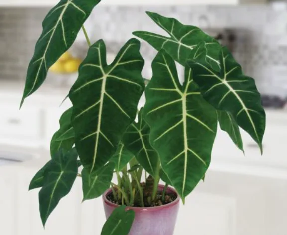 Alocasia frydek