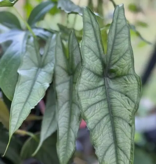 Alocasia heterophylla corazon