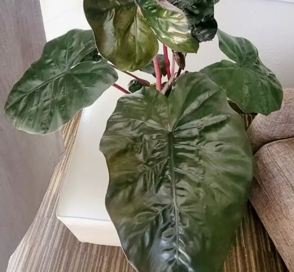 Alocasia plumbea _nigra_