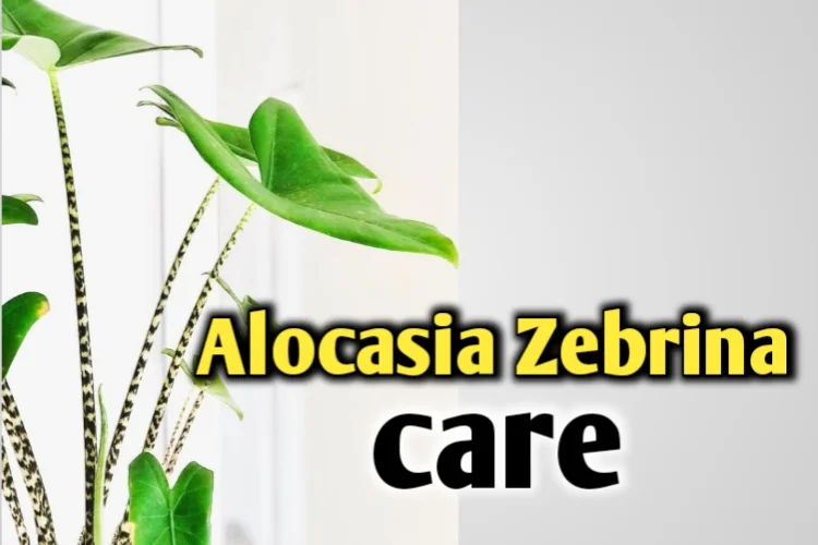 Alocasia zebrina care