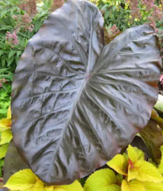 Colocasia diamond head