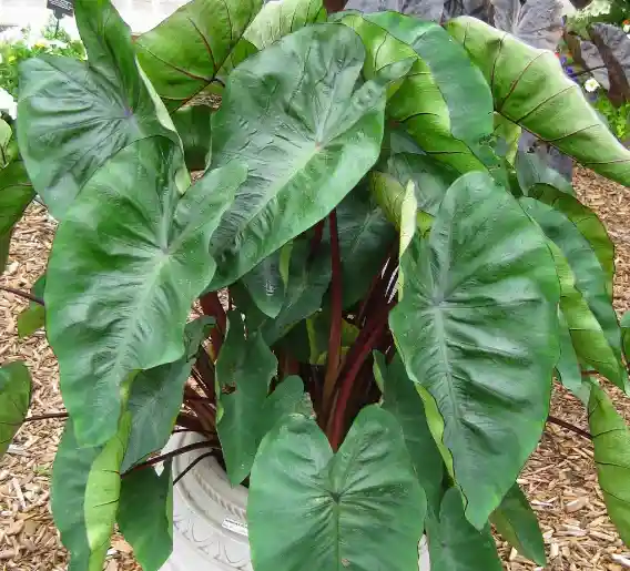 Colocasia royal hawaiian punch