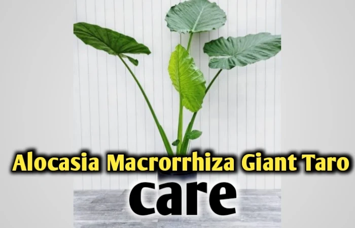 Alocasia Macrorrhizos ‘giant taro’ care, propagation- All you need to know
