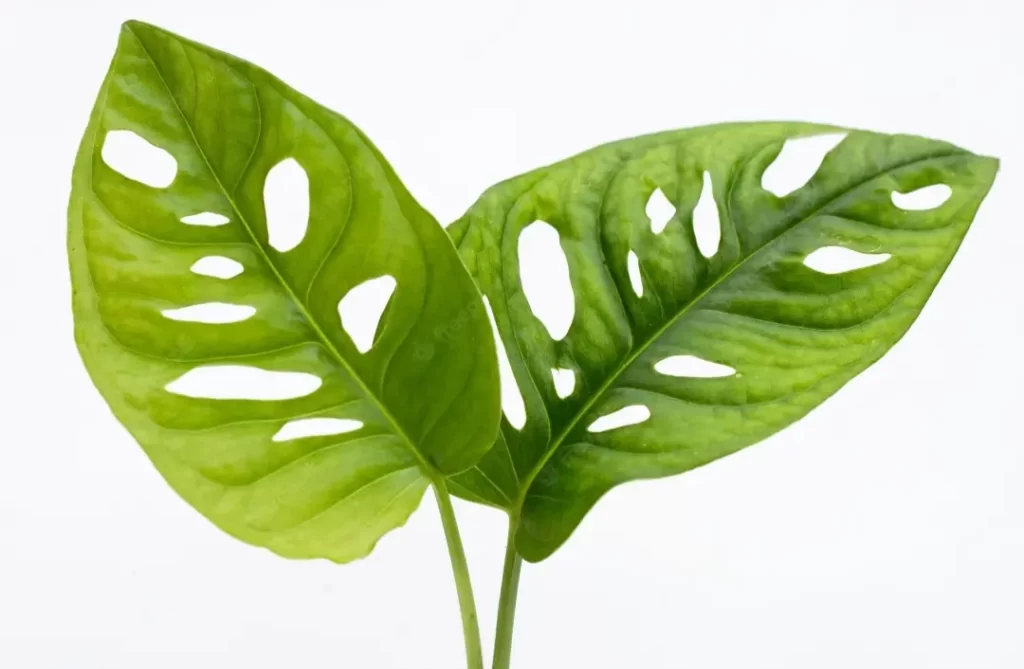 Monstera adansonii leaf shape