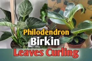 Philodendron birkin leaves curling