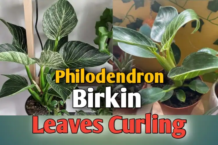 Why are my philodendron birkin Leaves CURLING? Solve now!!