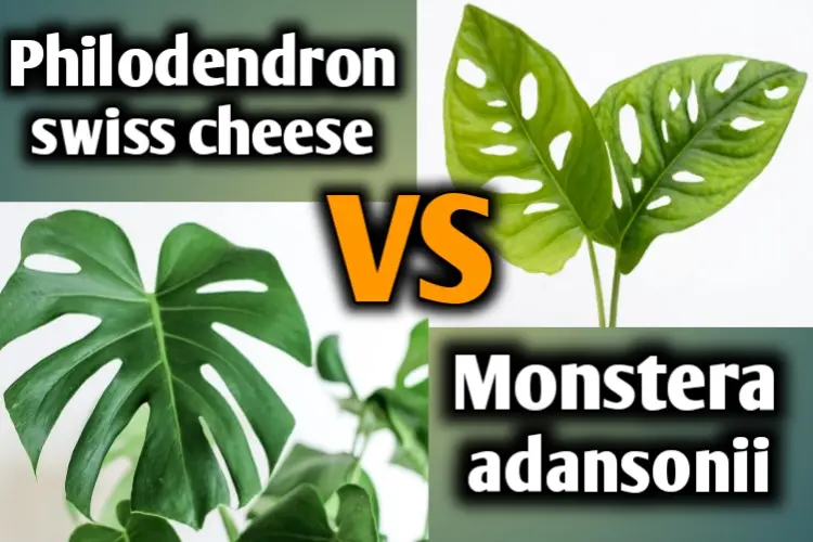 Let’s identify Philodendron swiss cheese vs monstera adansonii