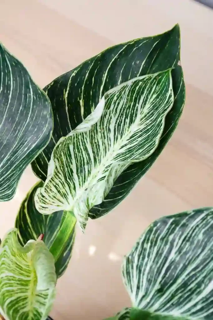 Upward leaf curling