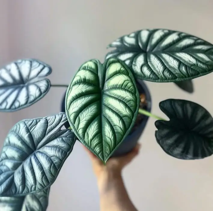 Alocasia dragon scale