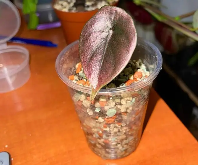 Baby alocasia cuprea