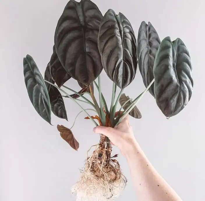 clumps-of-alocasia-cuprea