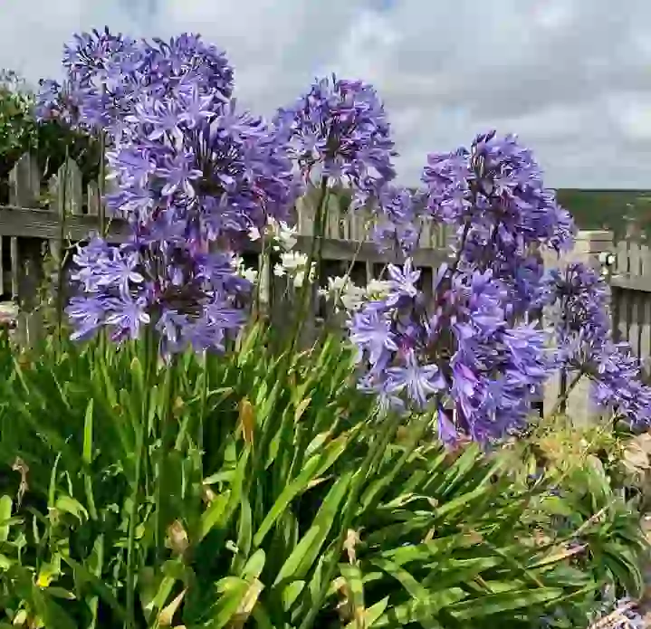 African lily