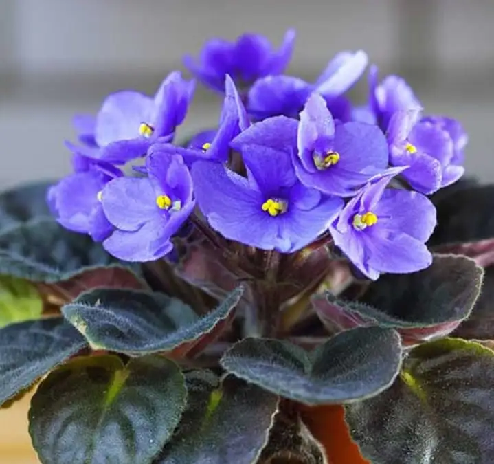 African violets