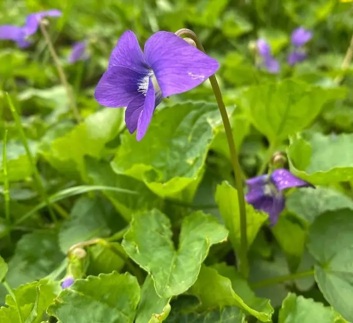 Common blue violet