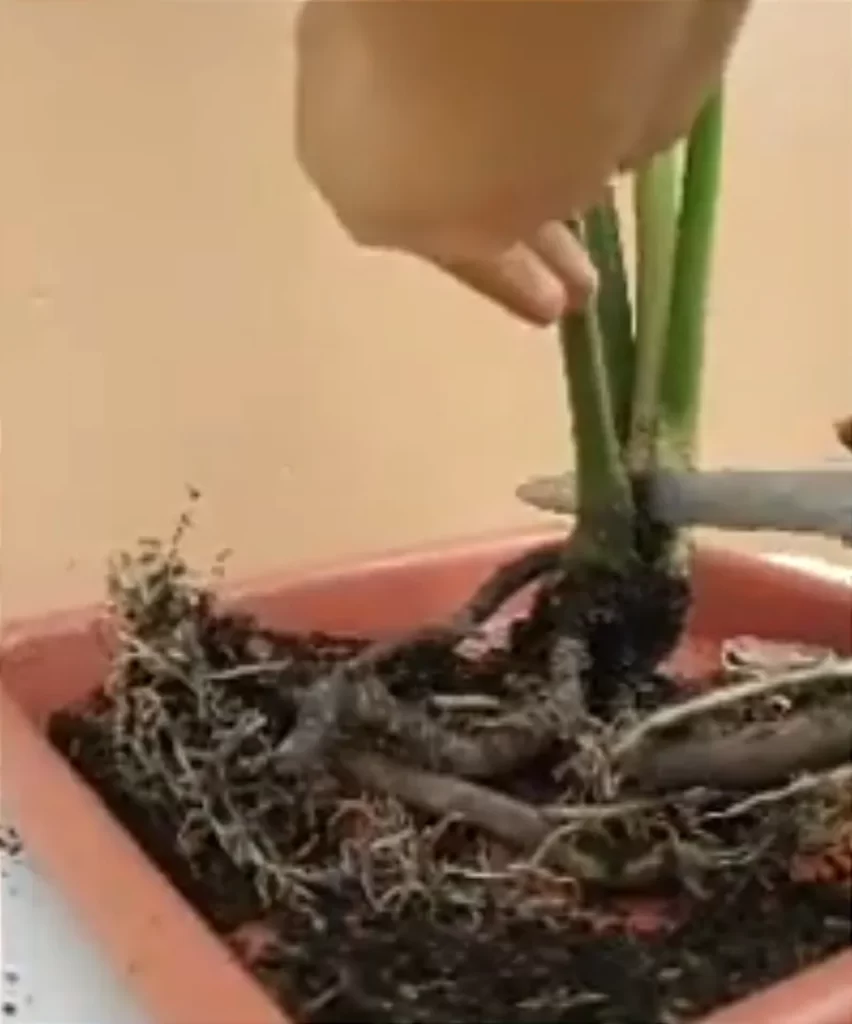 Cutting the root ball of the plant