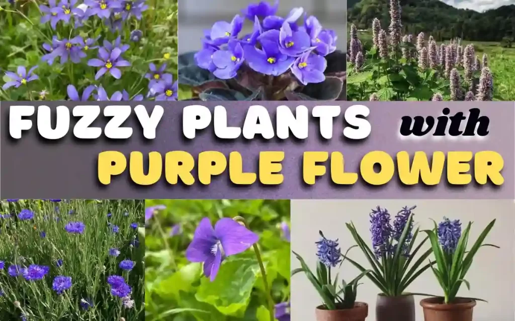 Fuzzy plants with purple flowers