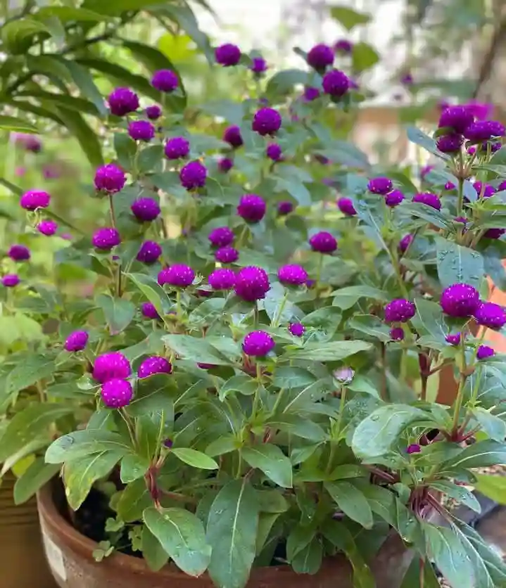 Globe amaranth