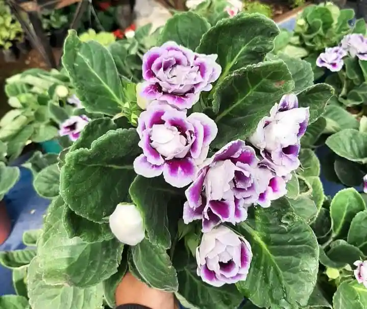 Gloxinia Plant