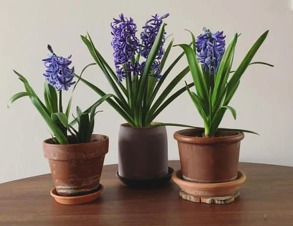 Hyacinth 
