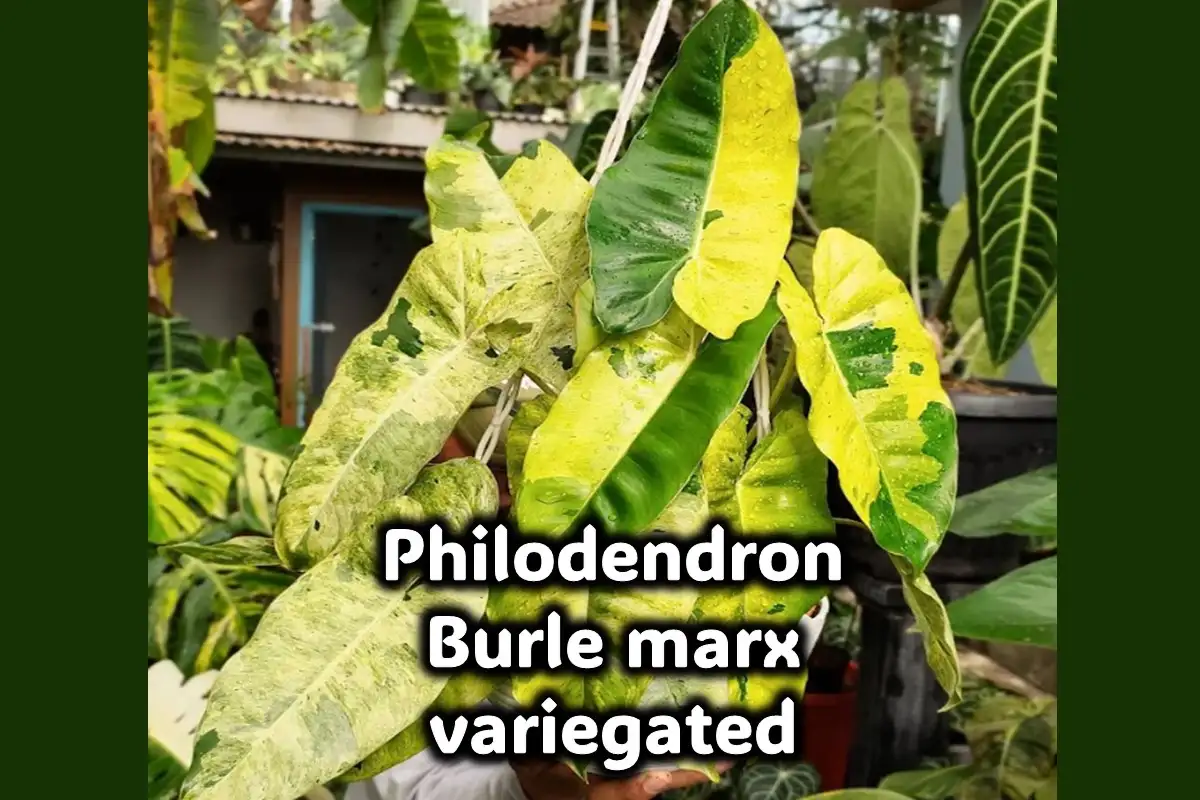 Philodendron Burle Marx Variegated- All you need to know