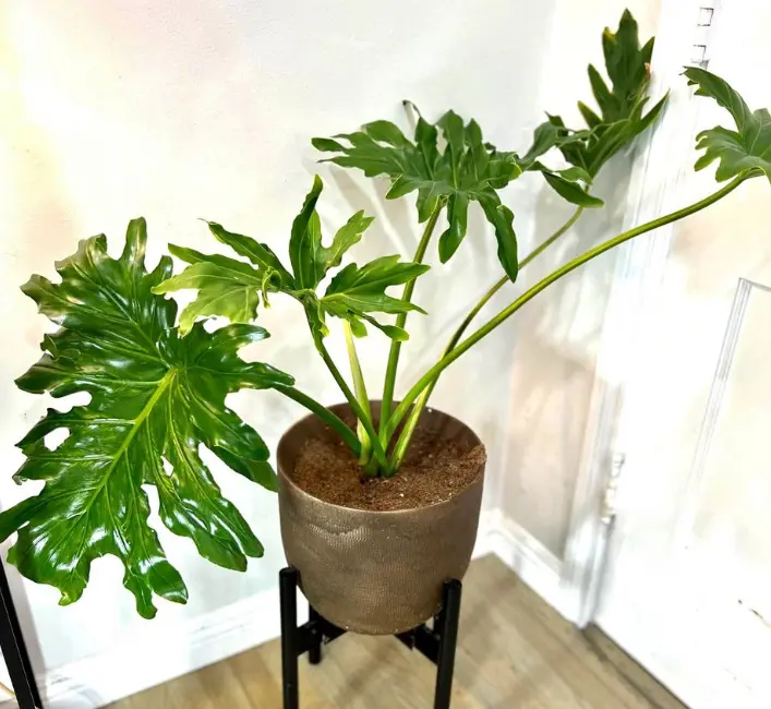 Philodendron xanadu plant