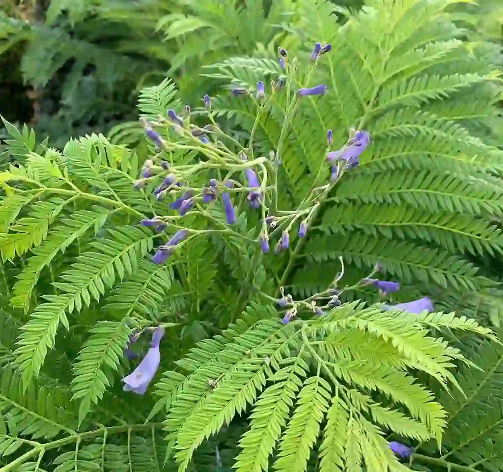 Blue jacaranda tree