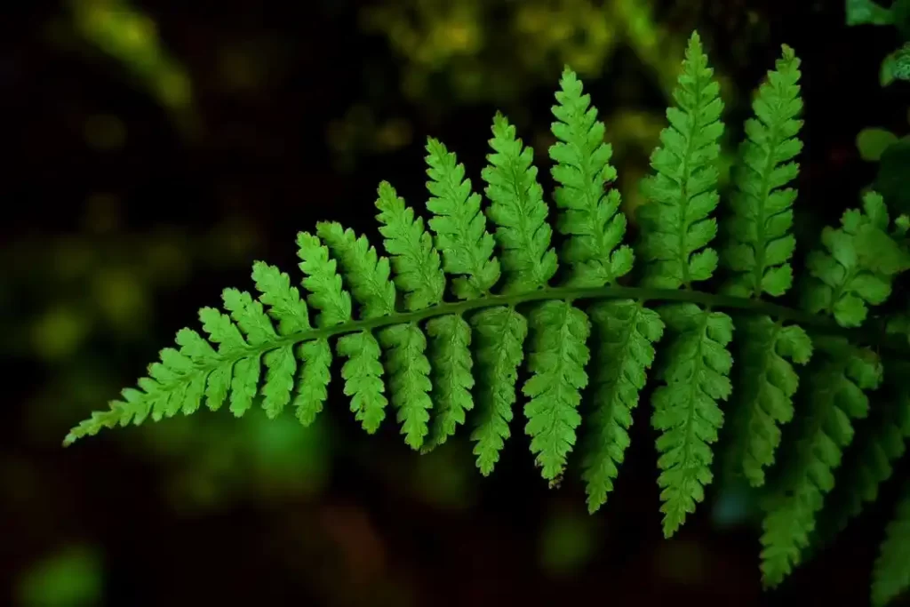 Fern leaf