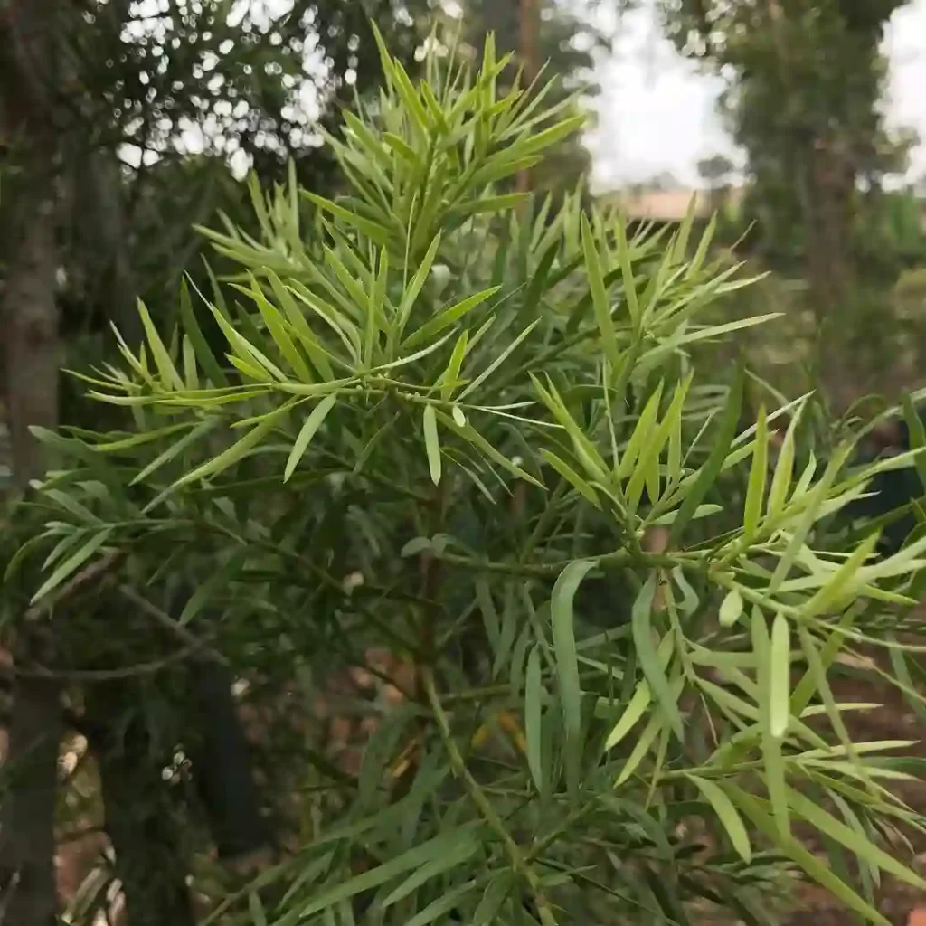 Fern pine columnar tree