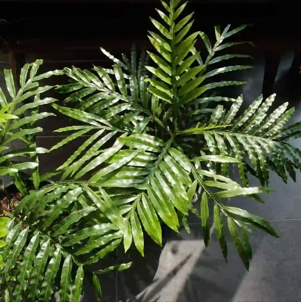 Japanese fern tree