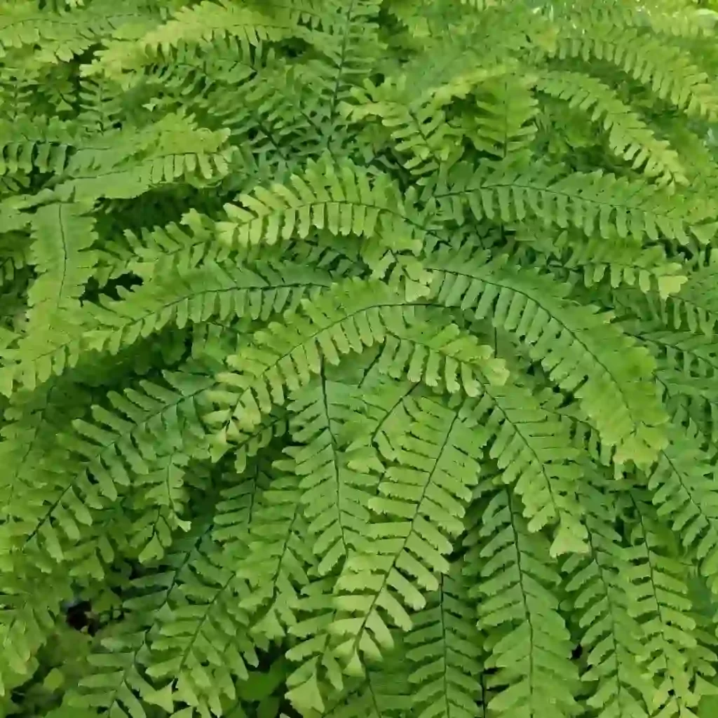 Northern maidenhair tree