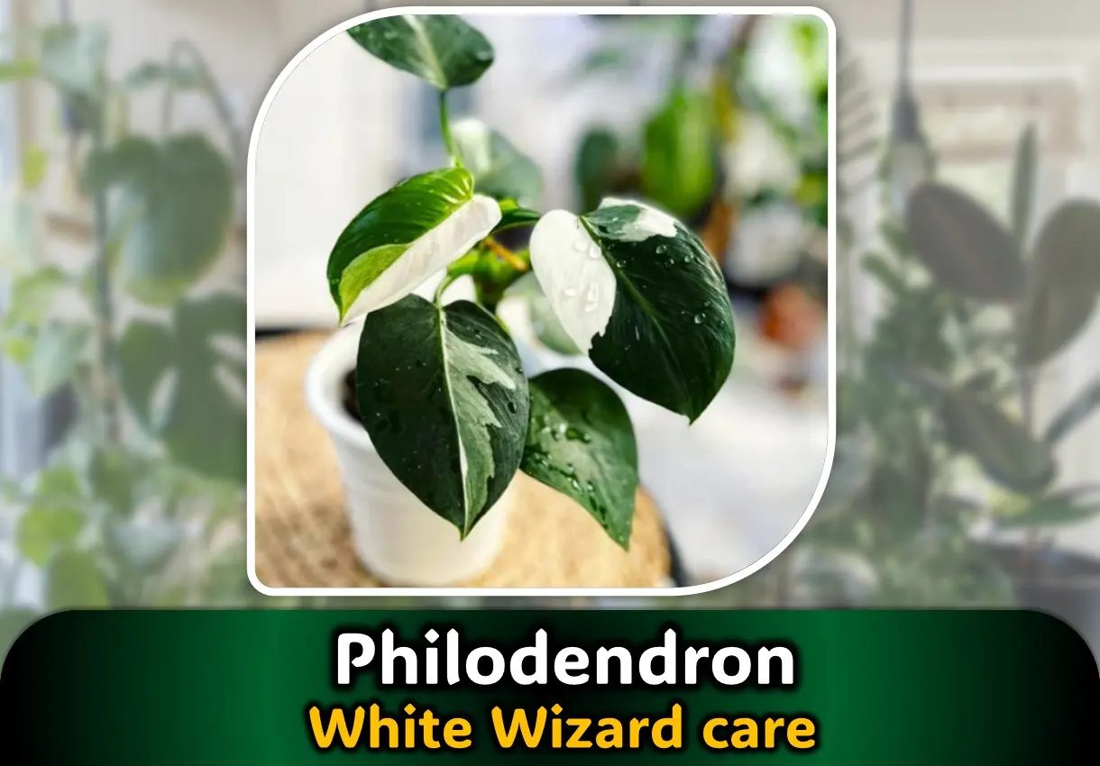 Philodendron White Wizard care : Complete Guide to Save them