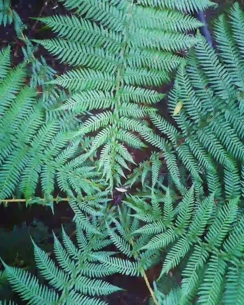 Soft tree fern