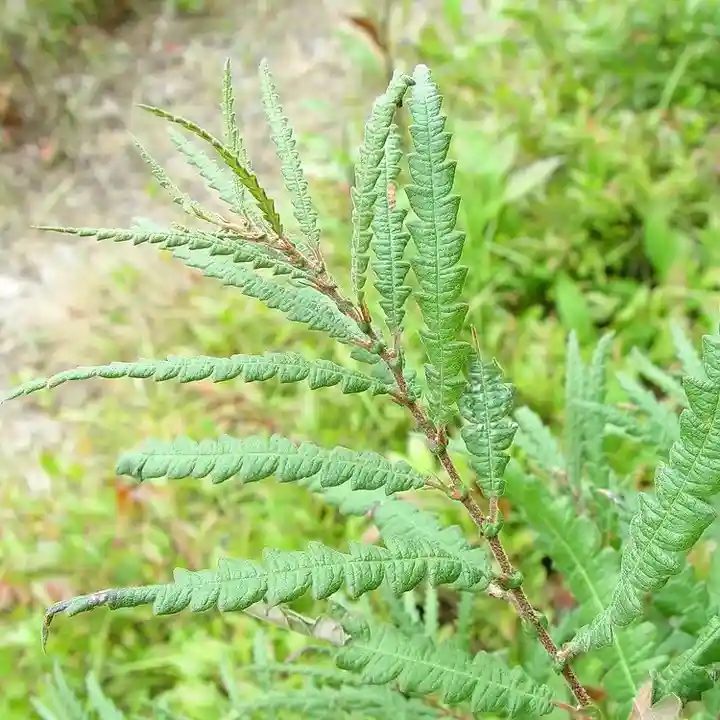 Sweet fern tree