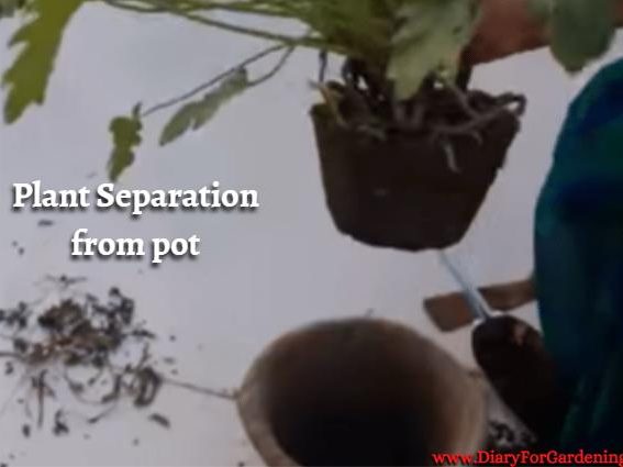 Plant Separation from Pot